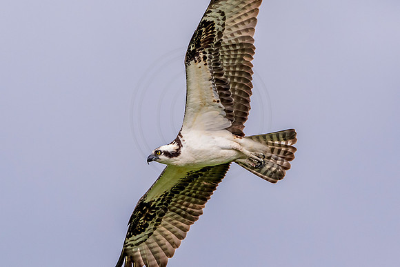 Osprey in Crown Point