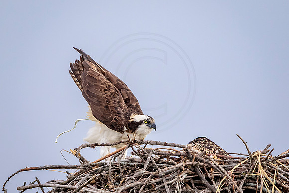 Osprey in Crown Point
