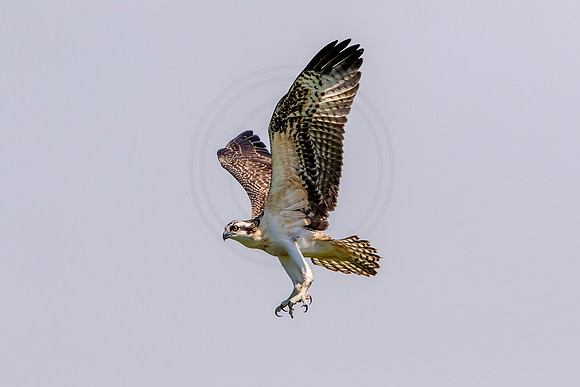 Osprey in Crown Point