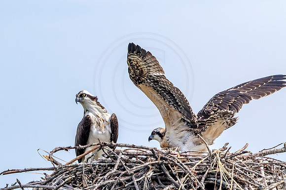Osprey in Crown Point