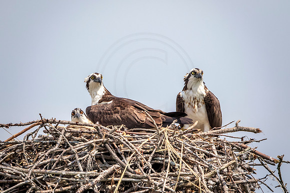 Osprey in Crown Point