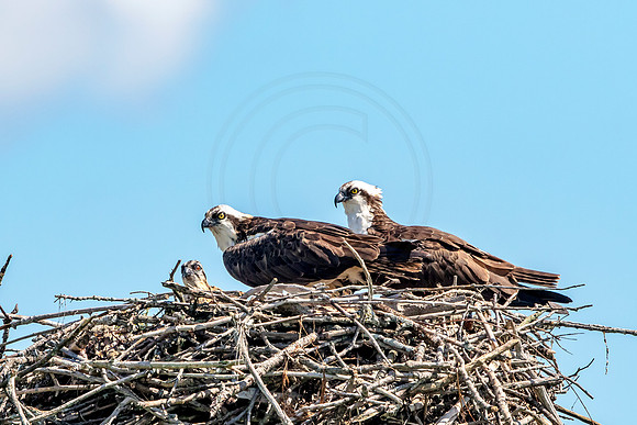 Osprey in Crown Point