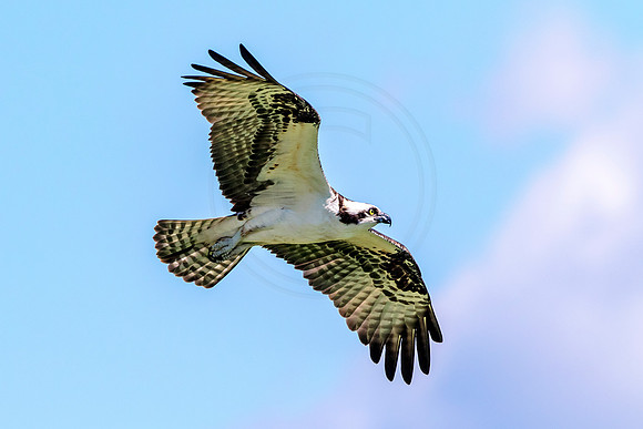 Osprey in Crown Point