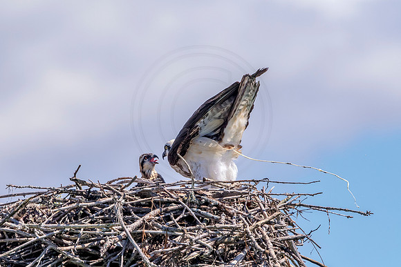 Osprey in Crown Point