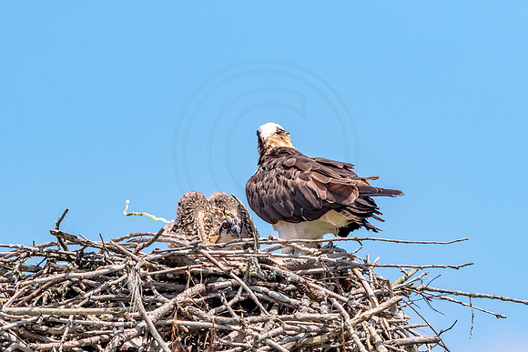 Osprey in Crown Point