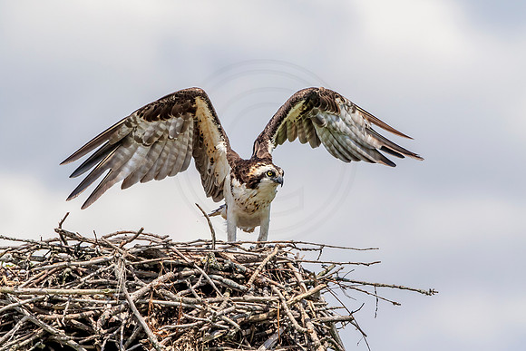 Osprey in Crown Point