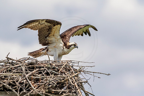 Osprey in Crown Point