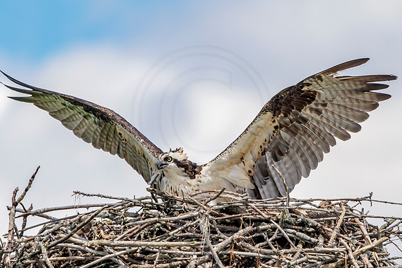 Osprey in Crown Point