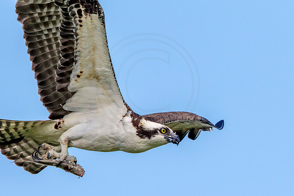 Osprey in Crown Point