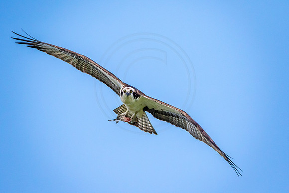 Osprey in Crown Point