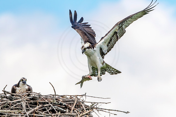 Osprey in Crown Point