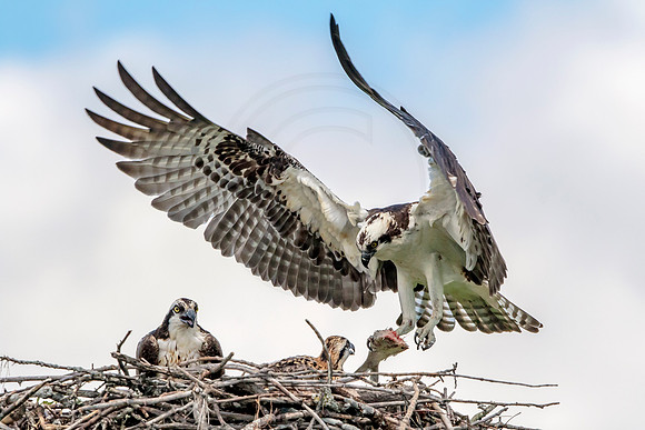 Osprey in Crown Point