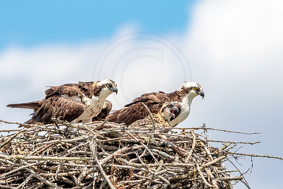 Osprey in Crown Point