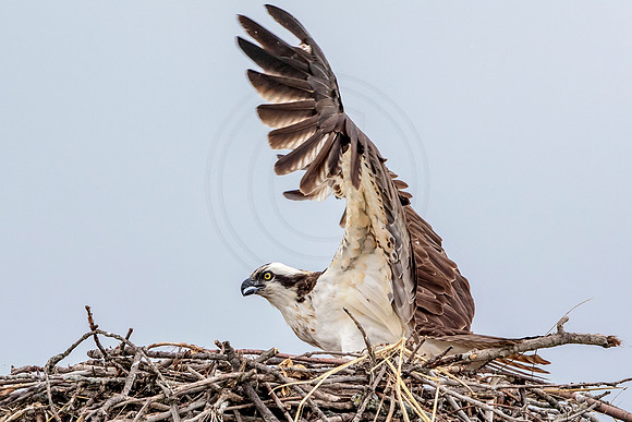 Osprey in Crown Point