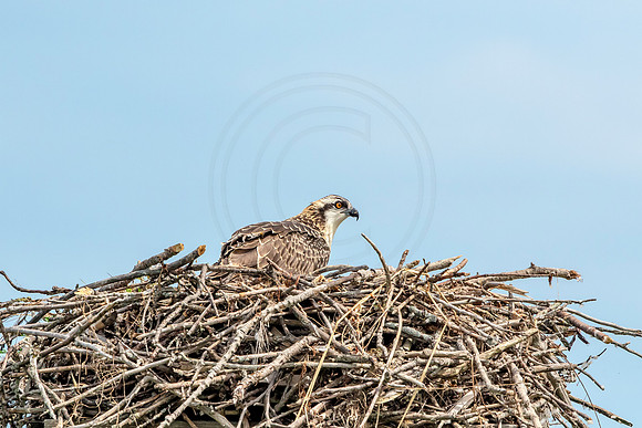 Osprey in Crown Point
