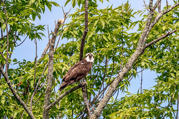 Osprey in Crown Point