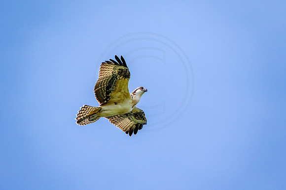 Osprey in Crown Point