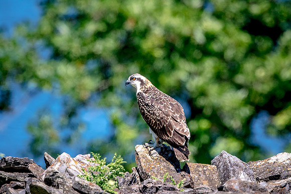 Osprey in Crown Point