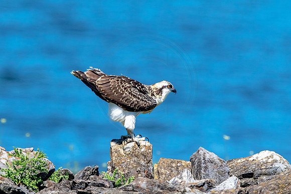 Osprey in Crown Point