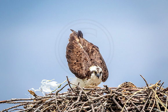 Osprey in Crown Point