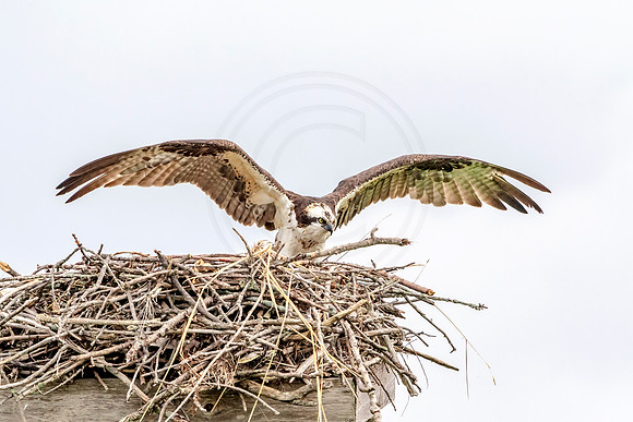 Osprey in Crown Point
