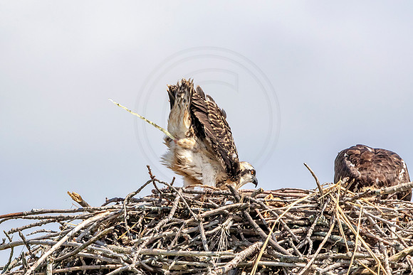 Osprey in Crown Point