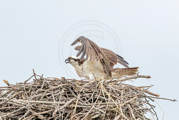 Osprey in Crown Point