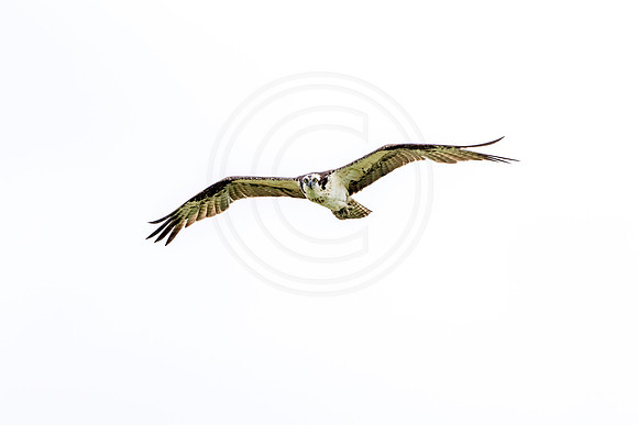 Osprey in Crown Point
