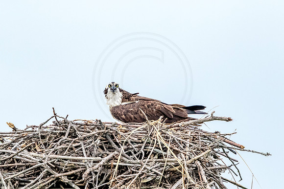 Osprey in Crown Point