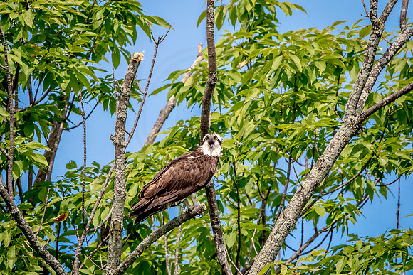Osprey in Crown Point