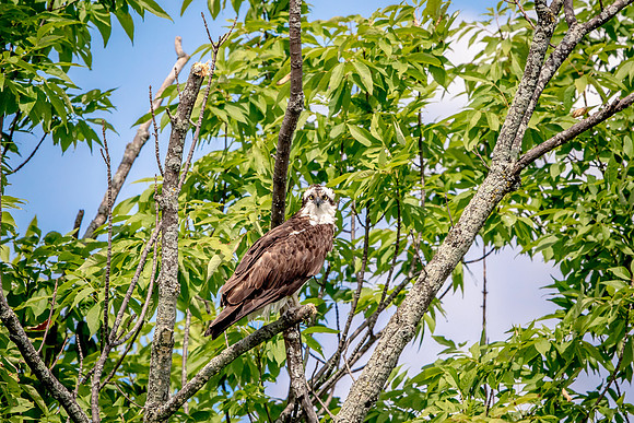 Osprey in Crown Point
