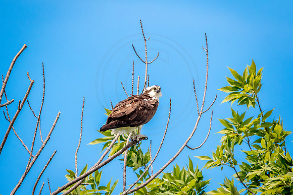 Osprey in Crown Point
