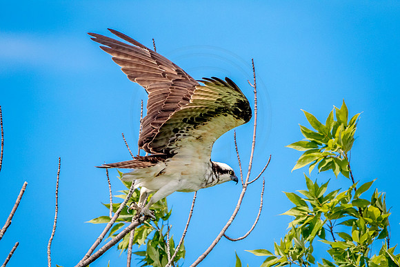 Osprey in Crown Point