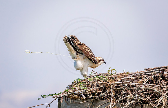 Osprey in Crown Point
