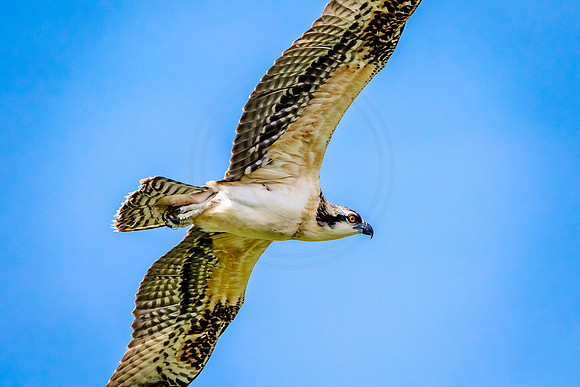 Osprey in Crown Point