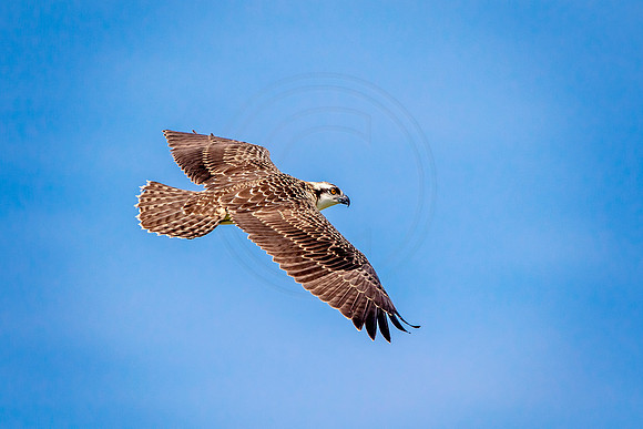 Osprey in Crown Point