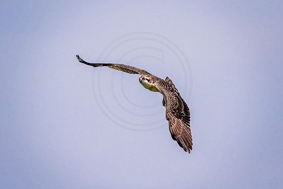 Osprey in Crown Point