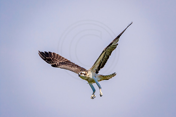 Osprey in Crown Point