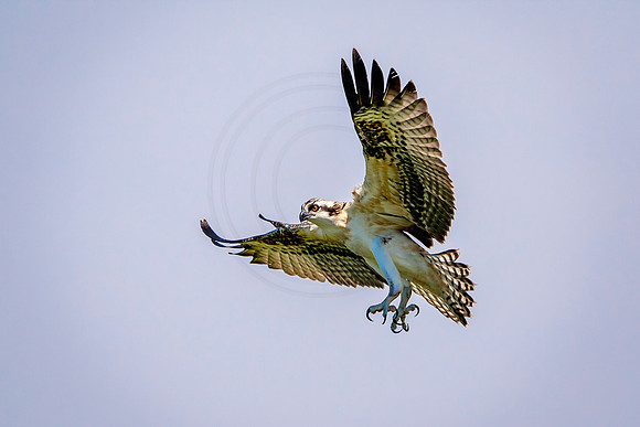 Osprey in Crown Point