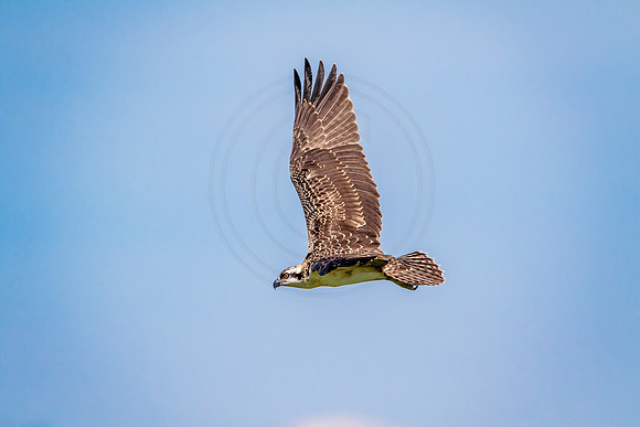 Osprey in Crown Point