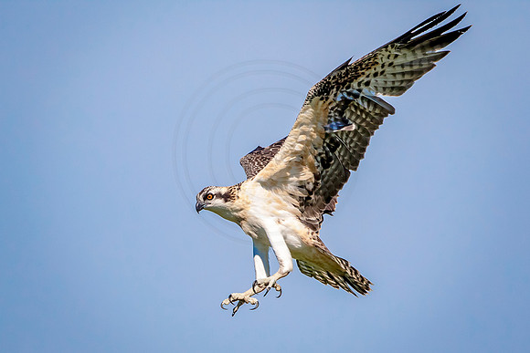 Osprey in Crown Point