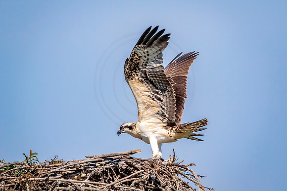 Osprey in Crown Point