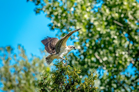 Osprey in Crown Point