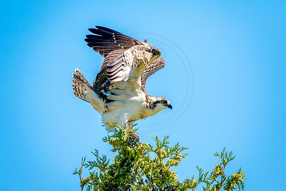 Osprey in Crown Point
