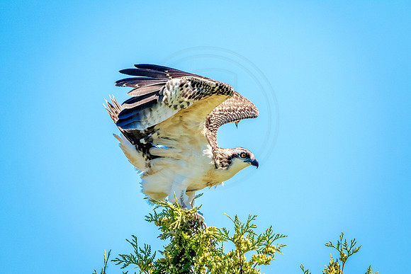 Osprey in Crown Point
