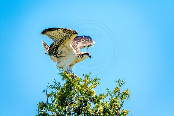 Osprey in Crown Point