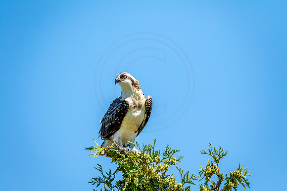 Osprey in Crown Point