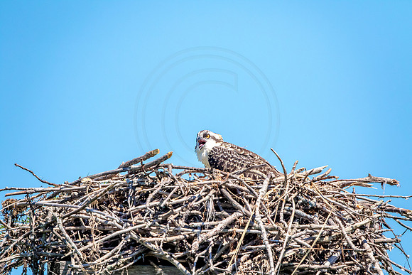 Osprey in Crown Point