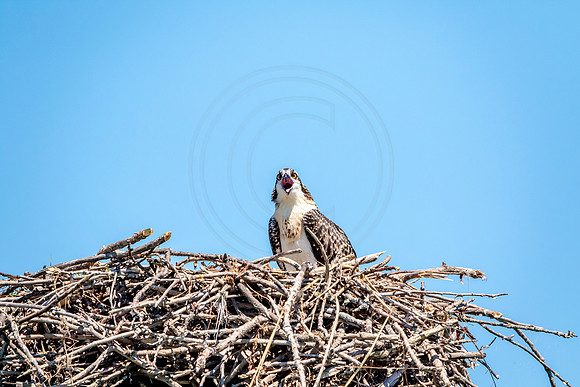 Osprey in Crown Point