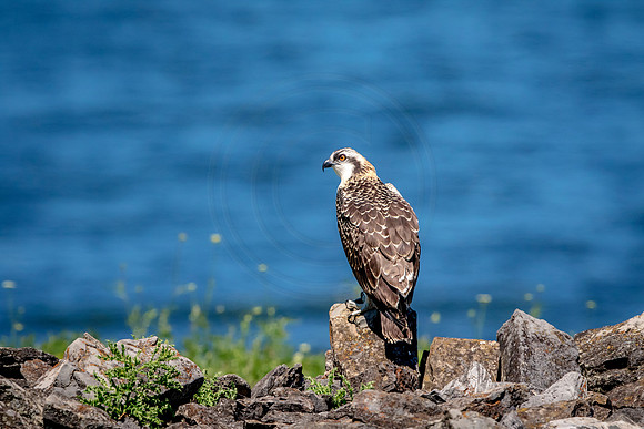 Osprey in Crown Point
